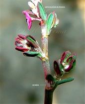  Pedicel